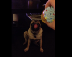 Squeaky Toy Makes Pug Lick Nose