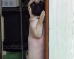 Remorseful Pug Stands In The Corner For Timeout