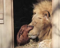 Dachshund and Lion’s Friendship is Amazing and Touching