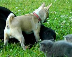 Brave Chihuahua Protects His Pack… of Kittens!