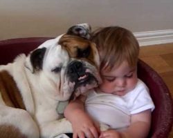 Bulldog and a Baby