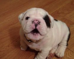 Bulldog Puppy is Fussy [FEROCIOUSLY ADORABLE]