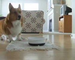 Corgi Happy Dance!