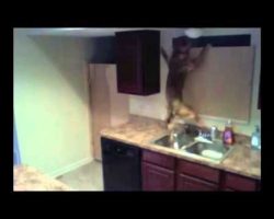 Dog Escapes From Kitchen!