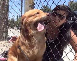 A Dog Rescue That Will Make You Smile