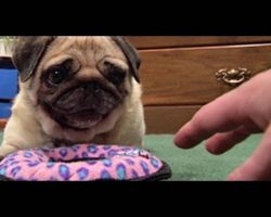 DON’T TOUCH pugs new toy!