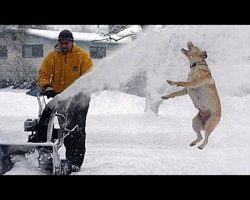 Funny Dogs And Cats Playing In Snow