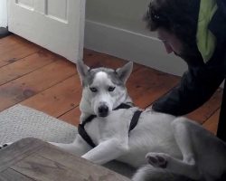 Husky Says ‘NO’ to Kennel. It’s the Funniest Thing Ever!