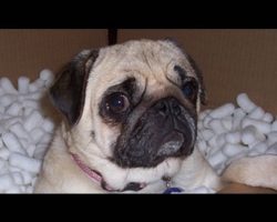 Pug Dog Scared by Fart!