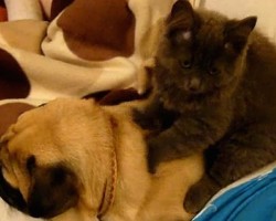 Pug Gets Massage From Cat… And Starts Snoring! OMG! Too Cute & Funny!!