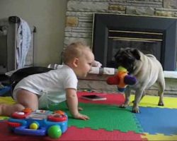 Pug vs Baby – The Neverending Battle