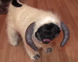 Pug Wearing Wampa Costume. Can There Be Anything Cuter Than A ‘WamPug’?! LOL