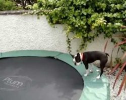 Tilly the Bouncing Boston Terrier Has A Blast On The Trampoline!
