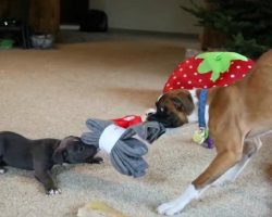 Tug of War: Duncan Lou Who the Two-Legged Boxer vs Meatball the Pit Bull Puppy