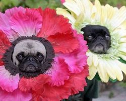 30 Costumes That Prove Pugs Always Win At Halloween