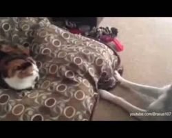 Cats Stealing Dogs’ Beds: Compilation