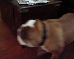 Perpetual Motion Bulldog Can’t Be Stopped!