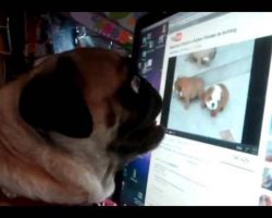 Pug Licks and Attacks Dogs on YouTube