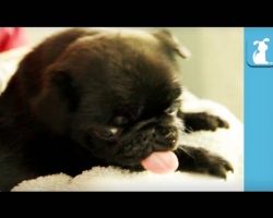 Pug Puppy vs Blow Dryer