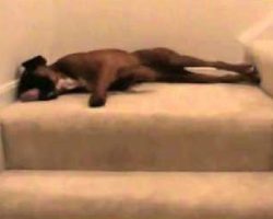 Boxer’s Chaotic Morning Ritual Is Hilarious!