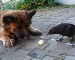 A German Shepherd and a Crow Playing Fetch Will Make Your Day