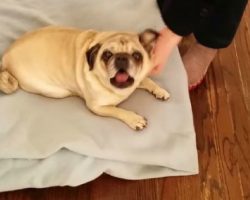 Deaf Pug Gets Super Excited To See His Mommy Come Home! Beyond Sweet!!