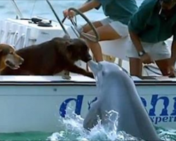 Dolphin Kisses Dog, Jumps For Joy!