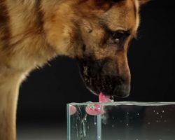 Secret Life of Dogs: Alsatian Dog Drinking Water In Ultra Slow Motion