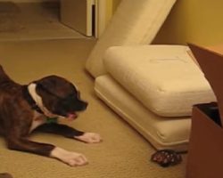 Boxer Puppy Vs. Bag Of Marbles
