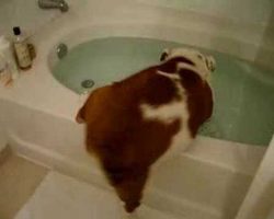 Bulldog LOVES His Bath