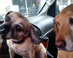 Video: Two Dogs, One Ice Cream Cone