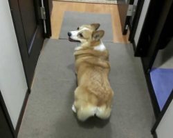 Corgi Twerking To Bubble Butt Song?! Can’t Make This Stuff Up!