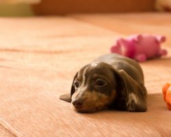 Dachshund Puppy Was Allowed On Bed For The First Time! Look What He Did!