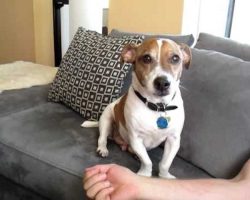 Demanding Jack Russell Asks To Be Scratched