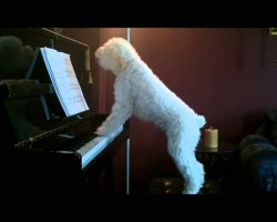 Dog Plays Piano And Sings
