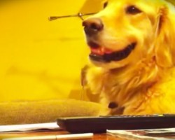 Golden Retriever Loves Listening To Her Human Play The Guitar. But When He Stops Playing? Hilarious!
