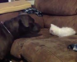 Pit Bull, Kitten And The Big Bang Theory