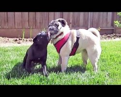 Senior Pug Shows Exceptional Patience With Curly-Tailed Pug Puppy Tornado (For A While Anyway…)