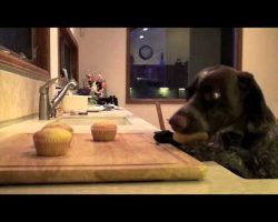 Sierra the cupcake-eating German Shorthair Pointer