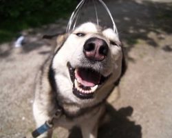 Husky Enjoys a Head Massage. This Will Make Your Day!