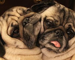 These Cuddling “Bonded Pair” Pugs Will Make You Smile, Guaranteed!