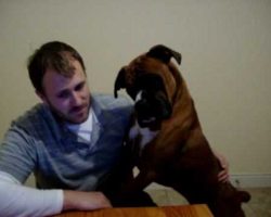 This Curious Boxer’s Reaction After Discovering YouTube Is Priceless!