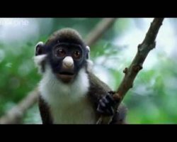 [VIDEO] Animal Crackers: The Best of BBC One’s Walk On The Wild Side