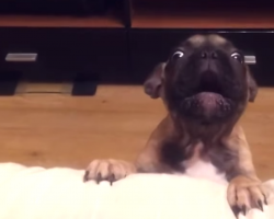 French Bulldog Puppy REALLY Wants To Get Up On Couch. Wait For The End!