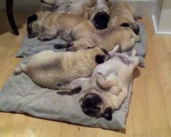 It’s The Pug Life! Snoring Pile Of Pugs!!