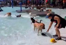 Before The City Pool Closes For The Year, They Open It To Dogs! What A Great Idea!!