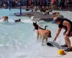 Before The City Pool Closes For The Year, They Open It To Dogs! What A Great Idea!!