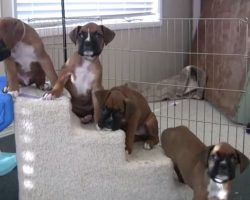 Cute 6-Week Old Boxer Puppies Playing