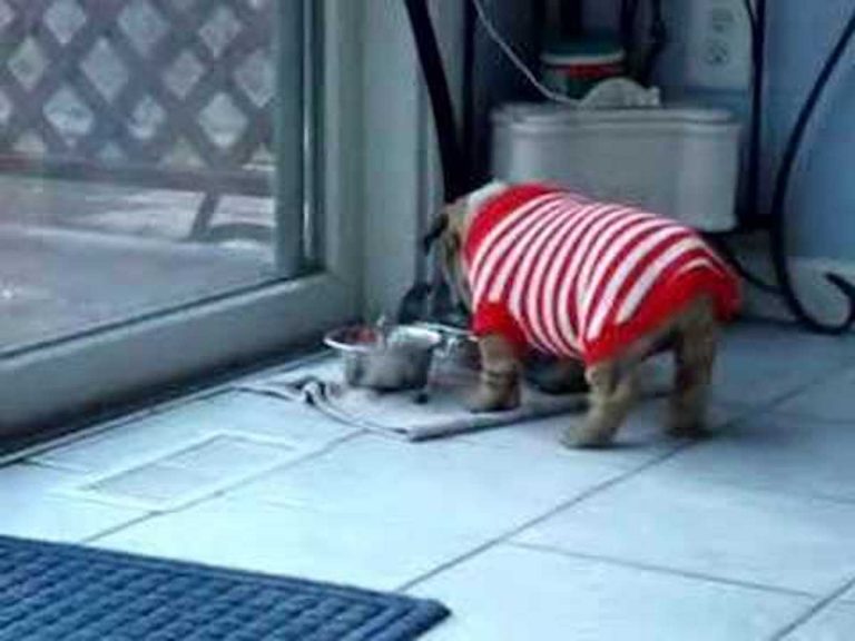 English Bulldog Puppy Has Temper Tantrum Over New Sweater! It May Just