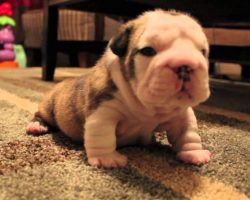 Bulldog Puppy Tries To Walk And Gets Feisty